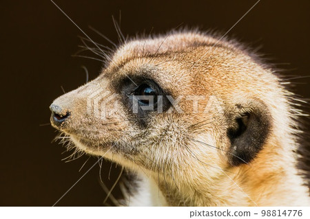 Close-up portrait of meerkat standing Close-up portrait of meerkat standing 98814776