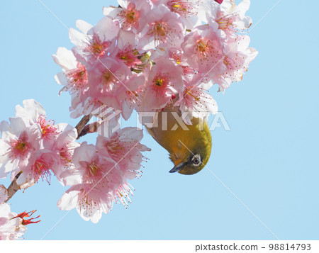 Tsubaki cold cherry blossoms and white-eye Tsubaki cold cherry blossoms and white-eye 98814793