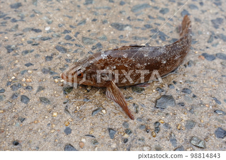 A rare species of greenling in the Kanmon Strait. Even at the bottom of the sea, this posture or fins are large. A rare species of greenling in the Kanmon Strait. Even at the bottom of the sea, this posture or fins are large. 98814843