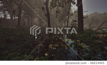 Rays of light falling through the mist and trees in the swamp 98814945