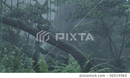 scene looking straight into a dense tropical rain forest scene looking straight into a dense tropical rain forest 98814968