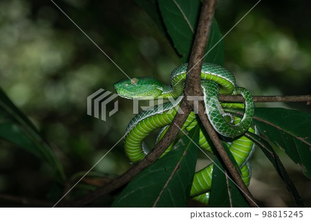 Vogeli green pit viper on a tree Vogeli green pit viper on a tree 98815245