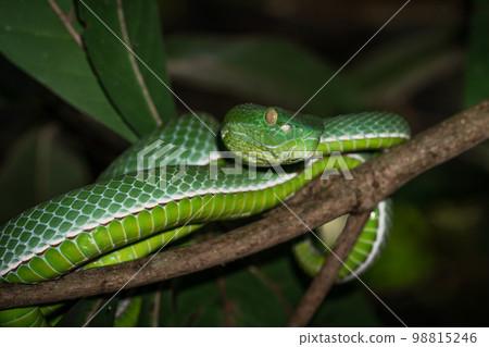 Vogeli green pit viper on a tree Vogeli green pit viper on a tree 98815246