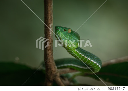 Vogeli green pit viper on a tree 98815247