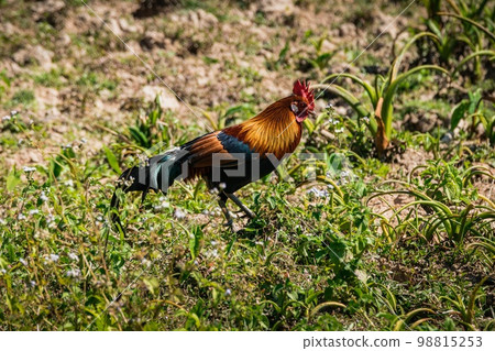 Red Junglefowl at KaoYai National park 98815253