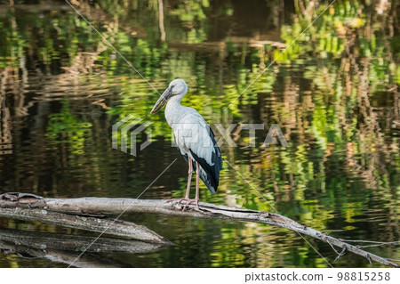 Asian openbill stork Asian openbill stork 98815258