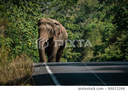 Wild elephant walking on a road 98815266