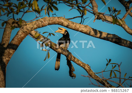 Oriental pied Hornbill on a tree Oriental pied Hornbill on a tree 98815267