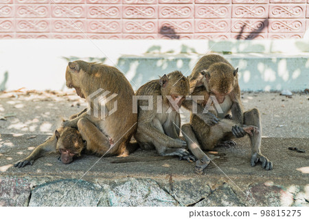 Long-Tailed macaque monkeys grooming 98815275