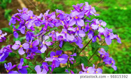 飛行Aracaitoow花 98815392