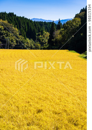 稻穗與田園風光“在大和町隨處可見的梯田裡，製作著老式的掛幹稻。” 98815394