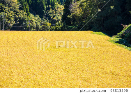 Ears of rice and rural scenery "In the terraced rice fields that can be seen everywhere in Yamato Town, old-fashioned hanging dried rice is made." Ears of rice and rural scenery "In the terraced rice fields that can be seen everywhere in Yamato Town, old-fashioned hanging dried rice is made." 98815396