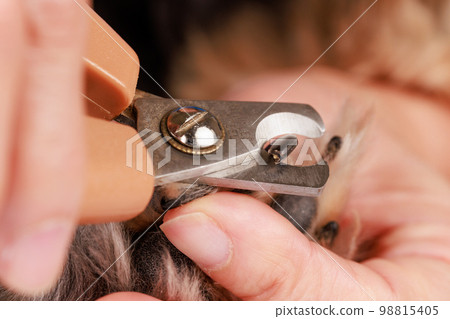 cut a pet dog's long claws 98815405