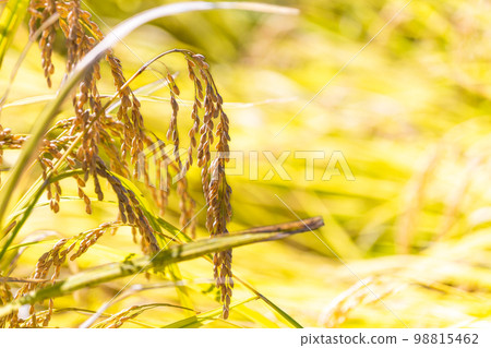 稻穗和田園風光“大和町的春稻在富饒的大自然中孕育” 稻穗和田園風光“大和町的春稻在富饒的大自然中孕育” 98815462