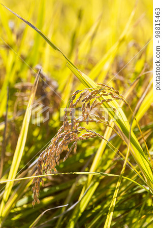 稻穗和田園風光“大和町的春稻在富饒的大自然中孕育” 98815463