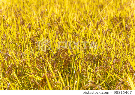 Ears of rice and rural scenery "Spring-fed rice from Yamato Town nurtured by rich nature" 98815467