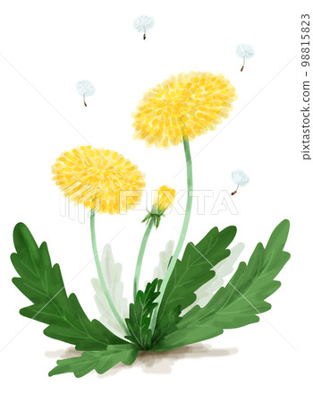 Dandelion 98815823