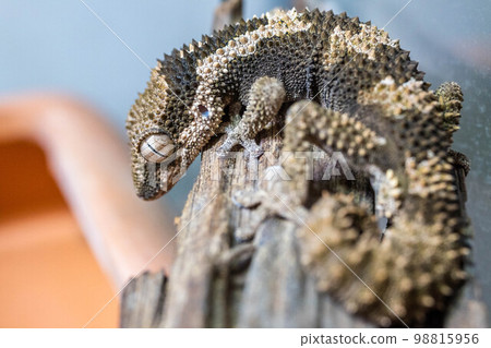 Rugossaphto-toed 壁虎 Rugossaphto-toed 壁虎 98815956