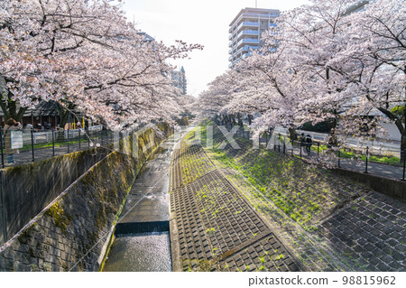 [Tokyo] Rows of cherry blossom trees in full bloom along the Godagawa River flowing through Tama City 98815962