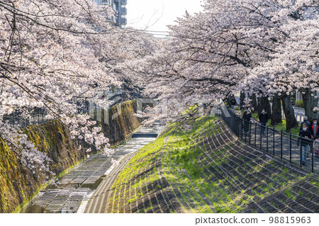 [Tokyo] Rows of cherry blossom trees in full bloom along the Godagawa River flowing through Tama City 98815963