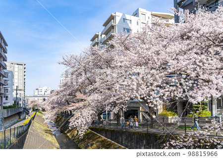 [東京]流經多摩市的五川川沿岸盛開的櫻花樹 98815966