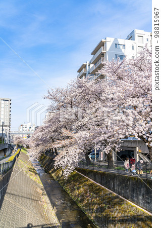 [東京]流經多摩市的五川川沿岸盛開的櫻花樹 98815967