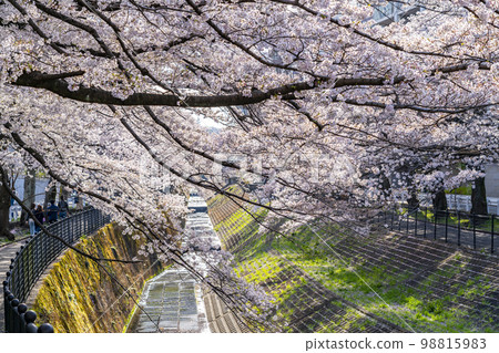 [Tokyo] Rows of cherry blossom trees in full bloom along the Godagawa River flowing through Tama City 98815983