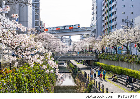[Tokyo] Rows of cherry blossom trees in full bloom along the Godagawa River flowing through Tama City 98815987