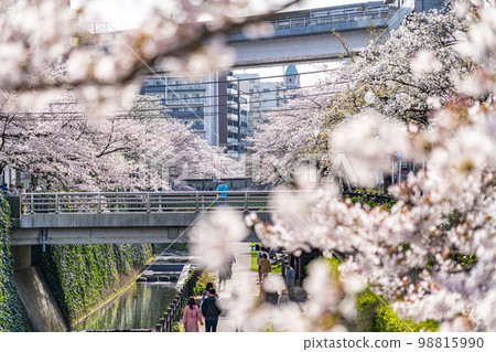 [Tokyo] Rows of cherry blossom trees in full bloom along the Godagawa River flowing through Tama City 98815990