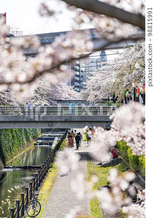 [Tokyo] Rows of cherry blossom trees in full bloom along the Godagawa River flowing through Tama City 98815991