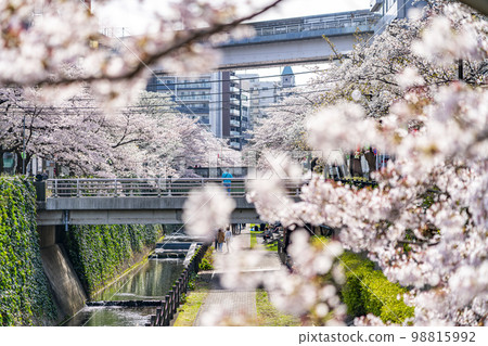 [東京]流經多摩市的五川川沿岸盛開的櫻花樹 98815992