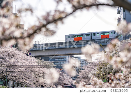 [東京]流經多摩市和多摩單軌電車的小田川沿岸盛開的櫻花樹 98815995