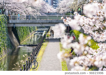 [Tokyo] Rows of cherry blossom trees in full bloom along the Godagawa River flowing through Tama City 98815996