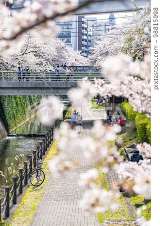 [Tokyo] Rows of cherry blossom trees in full bloom along the Godagawa River flowing through Tama City 98815998
