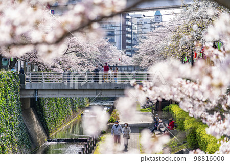 [Tokyo] Rows of cherry blossom trees in full bloom along the Godagawa River flowing through Tama City 98816000