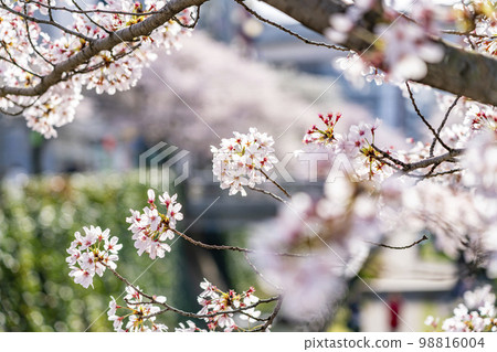 [Tokyo] Rows of cherry blossom trees in full bloom along the Godagawa River flowing through Tama City 98816004