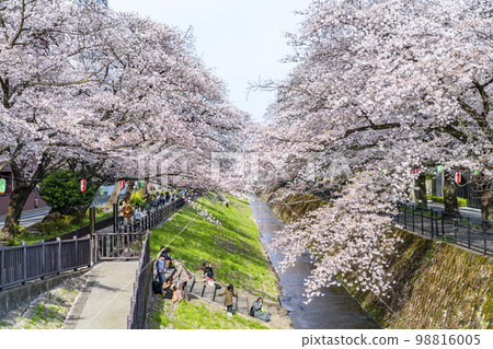 [Tokyo] Rows of cherry blossom trees in full bloom along the Godagawa River flowing through Tama City 98816005