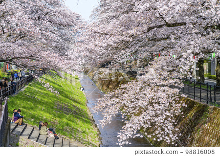[東京]流經多摩市的五川川沿岸盛開的櫻花樹 98816008