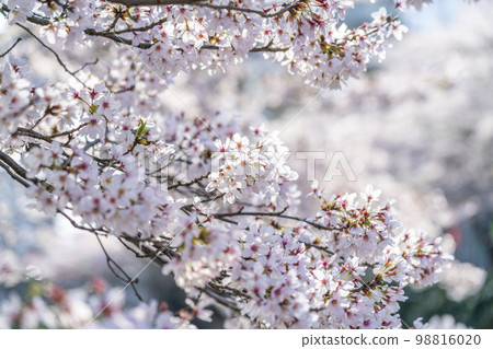 Beautiful cherry blossoms illuminated by sunlight 98816020