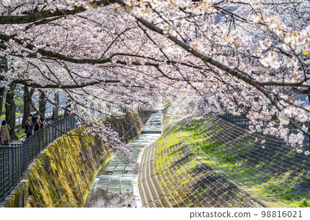 [Tokyo] Rows of cherry blossom trees in full bloom along the Godagawa River flowing through Tama City 98816021