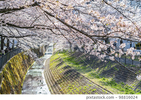 [Tokyo] Rows of cherry blossom trees in full bloom along the Godagawa River flowing through Tama City 98816024