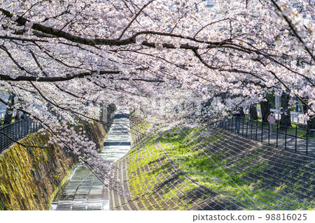 [Tokyo] Rows of cherry blossom trees in full bloom along the Godagawa River flowing through Tama City 98816025