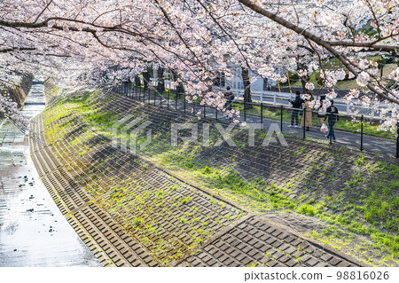[Tokyo] Rows of cherry blossom trees in full bloom along the Godagawa River flowing through Tama City 98816026