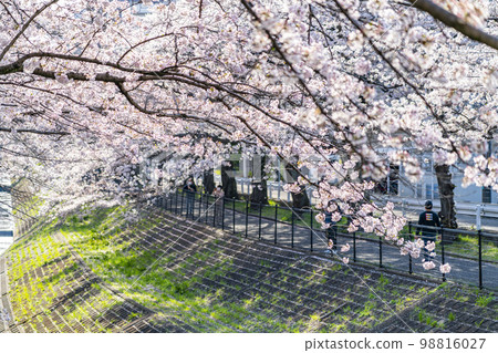 [Tokyo] Rows of cherry blossom trees in full bloom along the Godagawa River flowing through Tama City 98816027