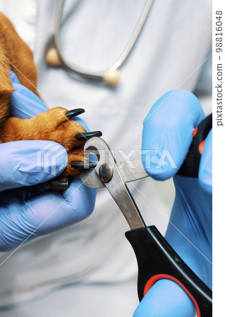 The veterinarian treats the claws of the dog close-up 98816048