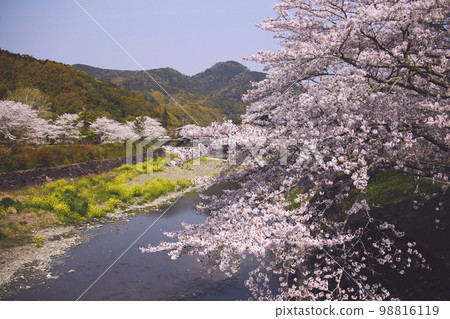 靜岡縣藤枝市朝比奈川和岸邊的櫻花樹 靜岡縣藤枝市朝比奈川和岸邊的櫻花樹 98816119