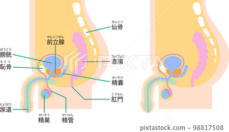 Illustration depicting the internal organs of the male lower abdomen from the side 98817508
