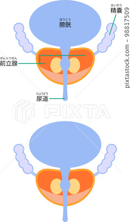 Illustration depicting the bladder and prostate 98817509
