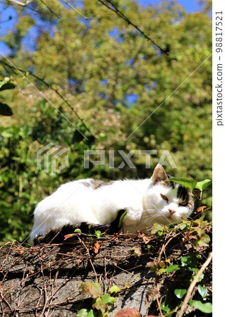 Yuzu no Sato 一隻可愛的貓,在森山町的森林裡快樂地生活著,深受居民們的喜愛♡ Yuzu no Sato 一隻可愛的貓,在森山町的森林裡快樂地生活著,深受居民們的喜愛♡ 98817521