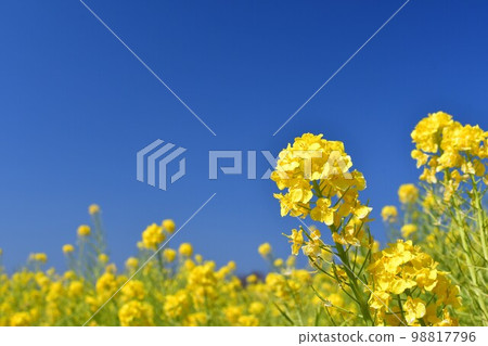 藍天和油菜花 98817796